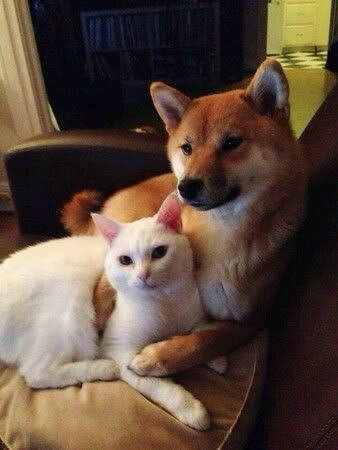 ビックリ顔、まったり顔の動物画像を貼るトピ