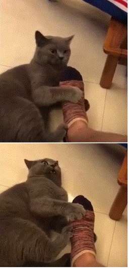 ビックリ顔、まったり顔の動物画像を貼るトピ