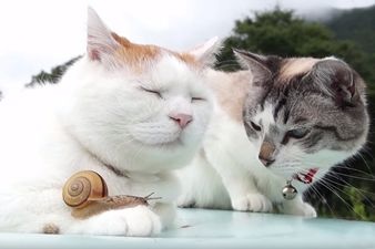 ビックリ顔、まったり顔の動物画像を貼るトピ
