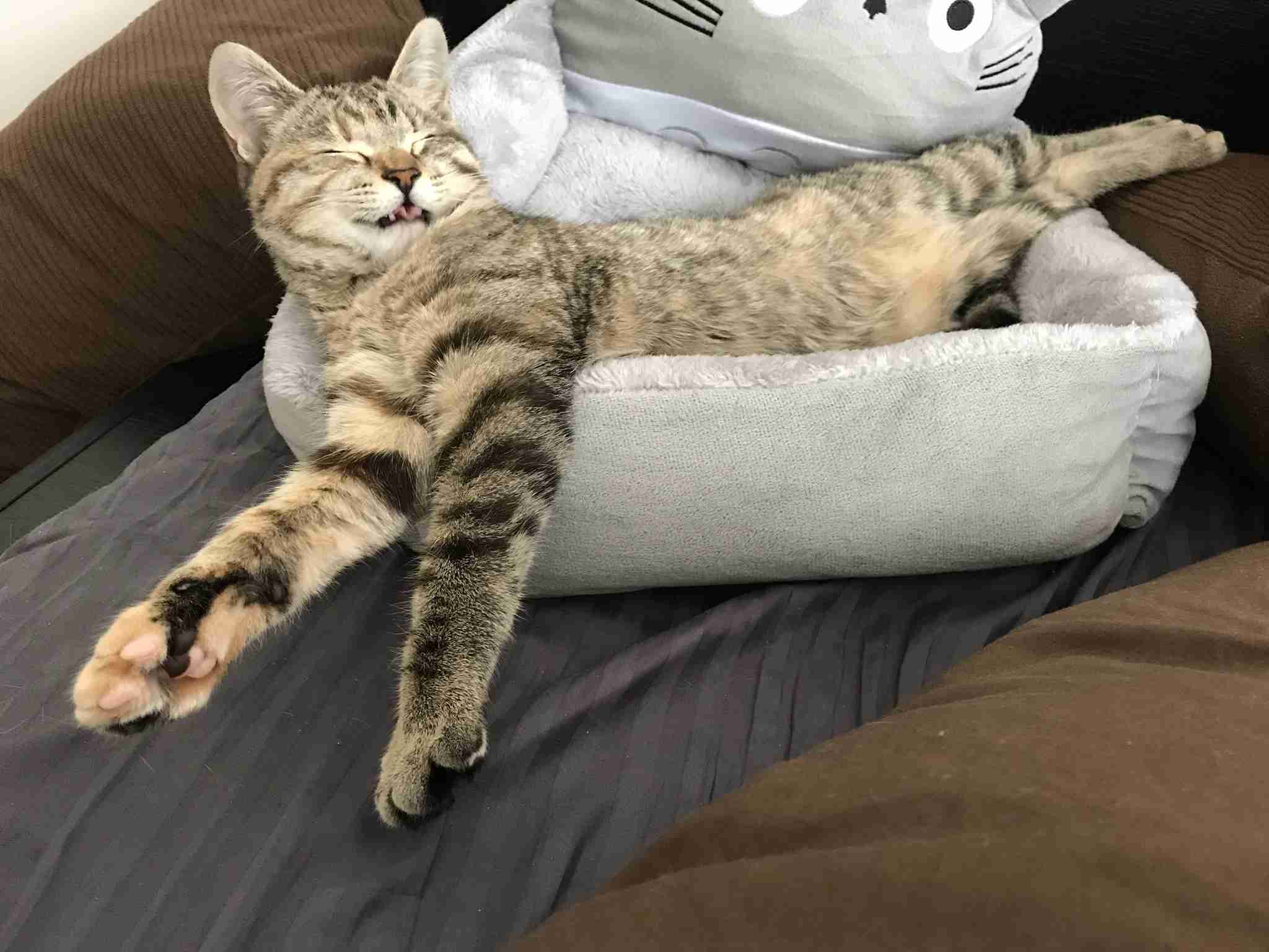 ビックリ顔、まったり顔の動物画像を貼るトピ