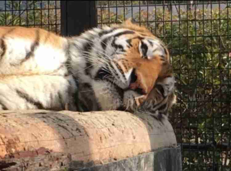 ビックリ顔、まったり顔の動物画像を貼るトピ