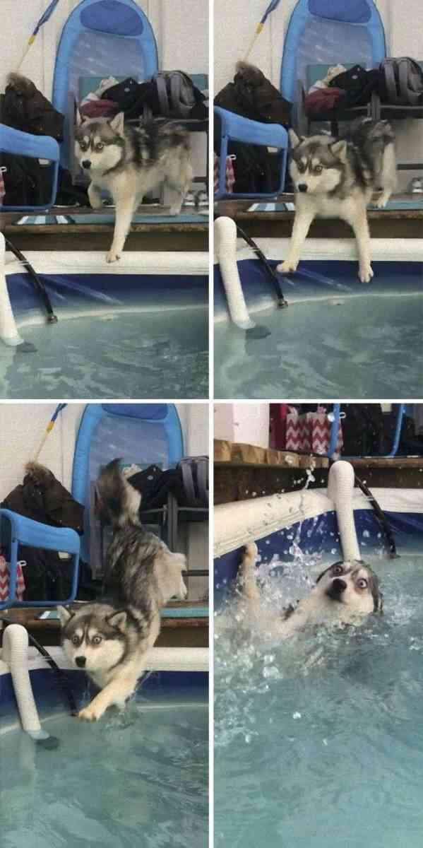 ビックリ顔、まったり顔の動物画像を貼るトピ