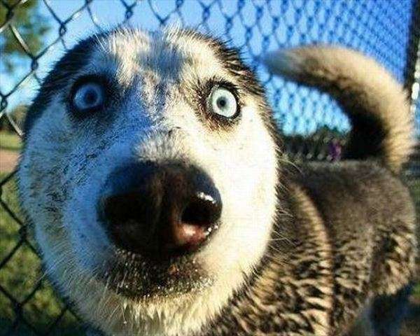 ビックリ顔、まったり顔の動物画像を貼るトピ