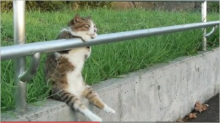 ビックリ顔、まったり顔の動物画像を貼るトピ
