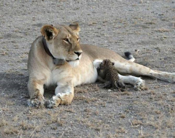 ビックリ顔、まったり顔の動物画像を貼るトピ
