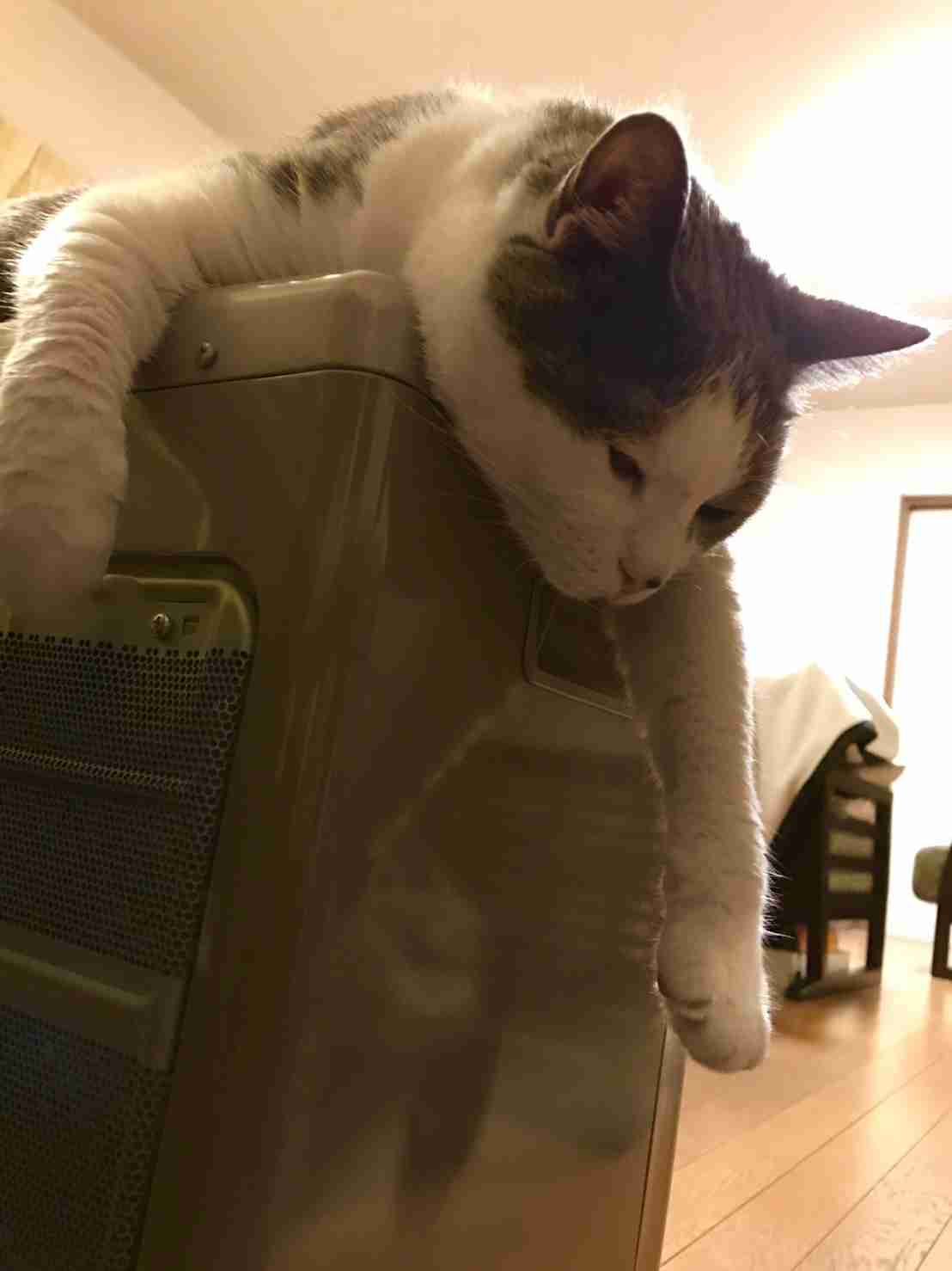ビックリ顔、まったり顔の動物画像を貼るトピ