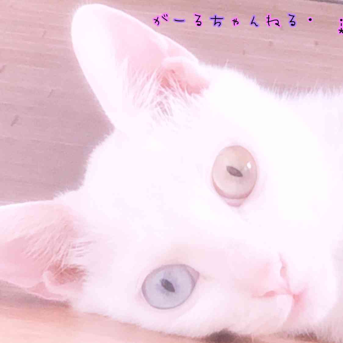ビックリ顔、まったり顔の動物画像を貼るトピ