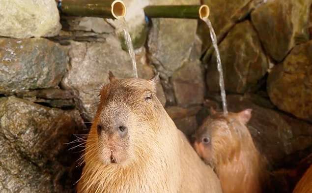 ビックリ顔、まったり顔の動物画像を貼るトピ