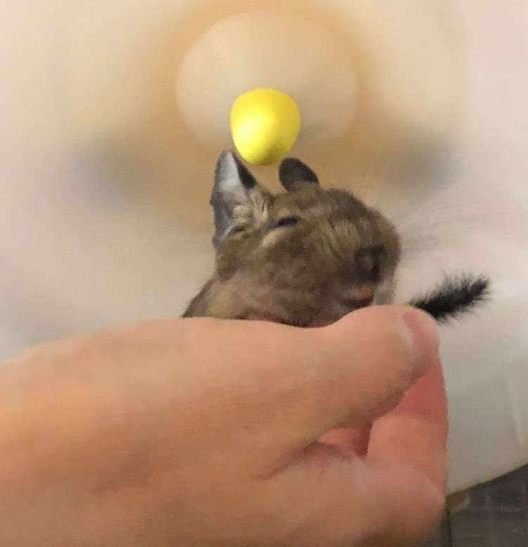 ビックリ顔、まったり顔の動物画像を貼るトピ