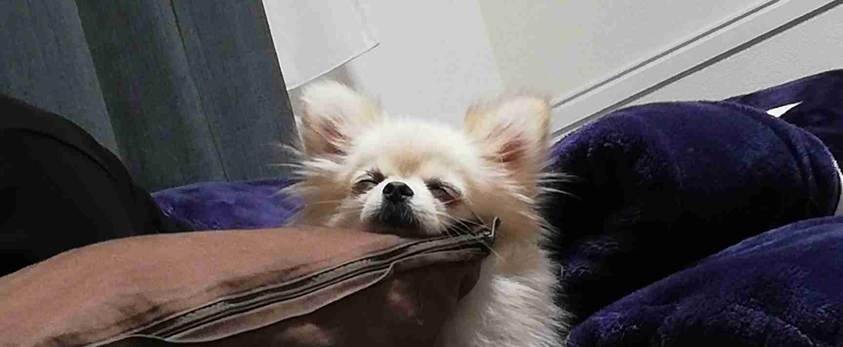 ビックリ顔、まったり顔の動物画像を貼るトピ