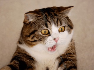 ビックリ顔、まったり顔の動物画像を貼るトピ