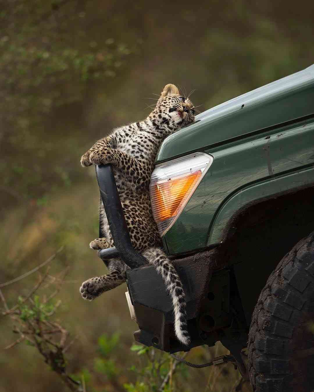 ビックリ顔、まったり顔の動物画像を貼るトピ