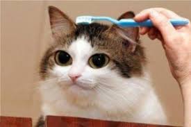 ビックリ顔、まったり顔の動物画像を貼るトピ