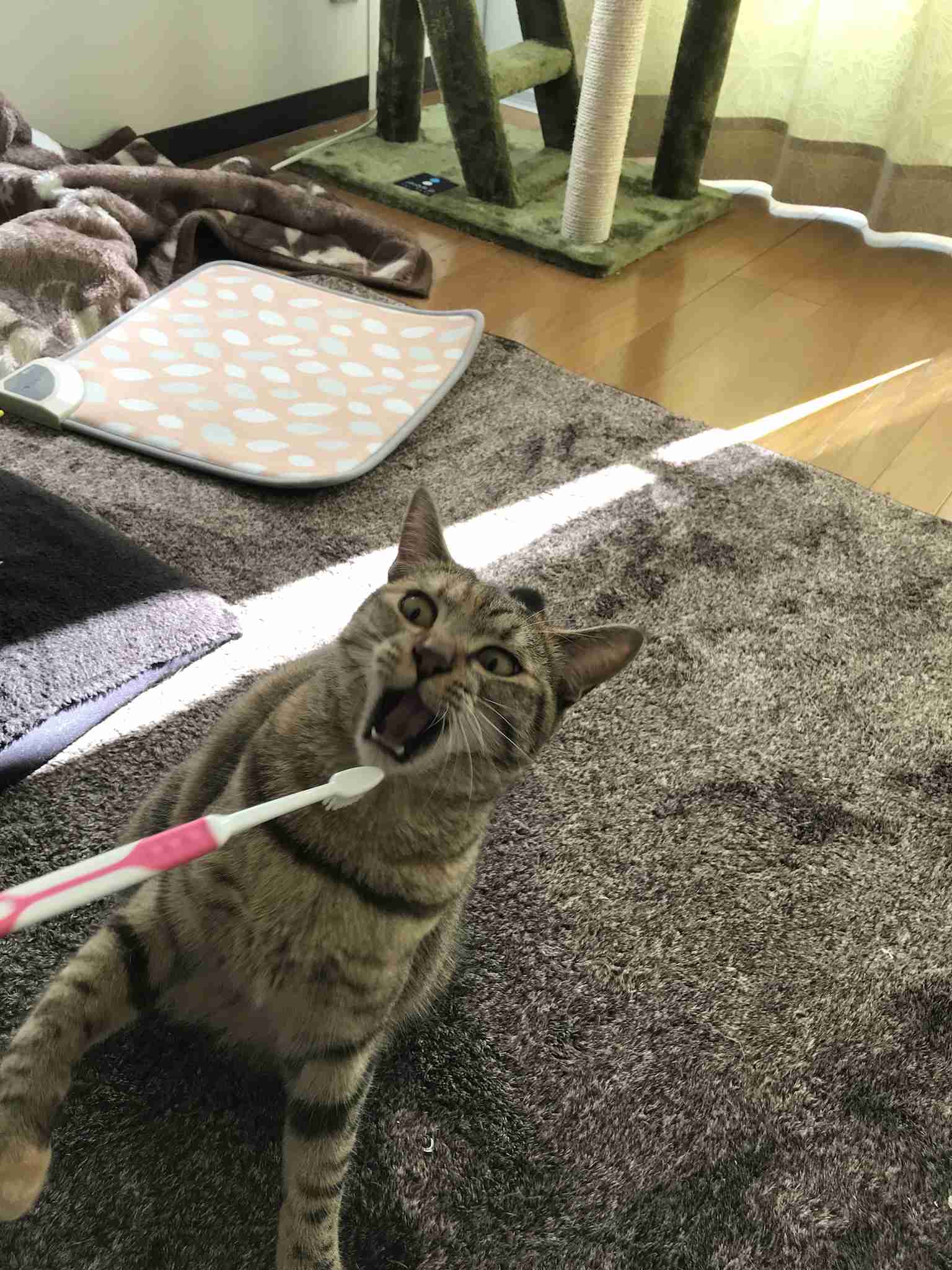 ビックリ顔、まったり顔の動物画像を貼るトピ