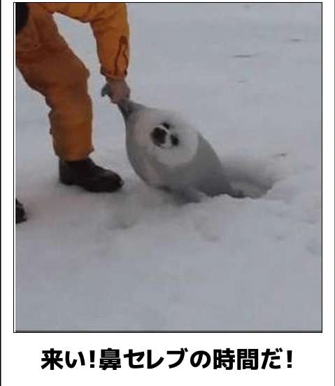 動物のboketeを貼るトピpart2
