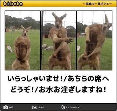 動物のboketeを貼るトピpart2