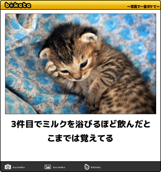 動物のboketeを貼るトピpart2