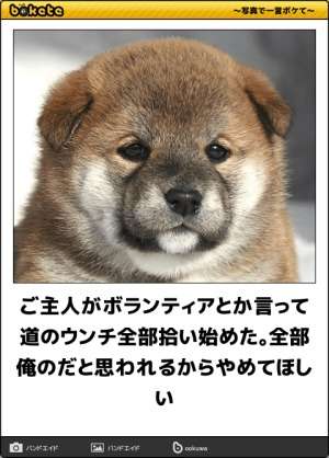 動物のboketeを貼るトピpart2