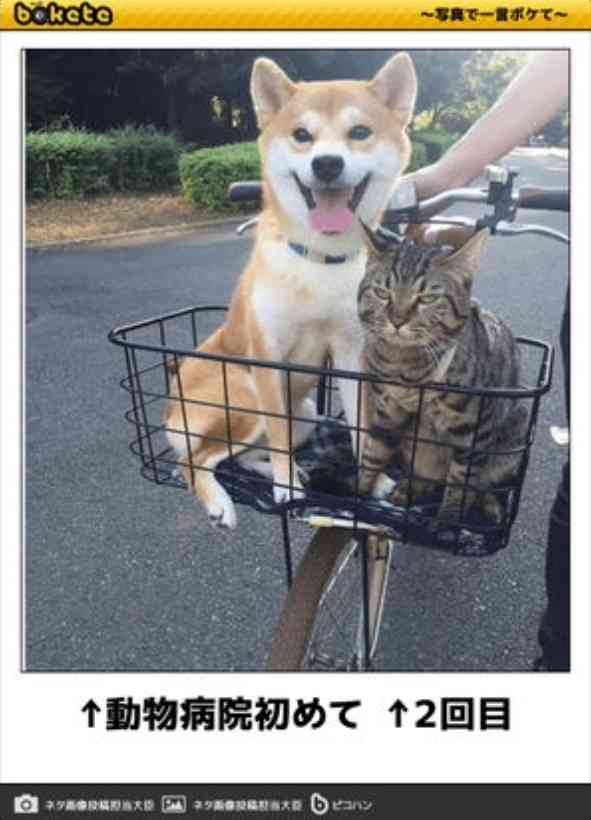 動物のboketeを貼るトピpart2
