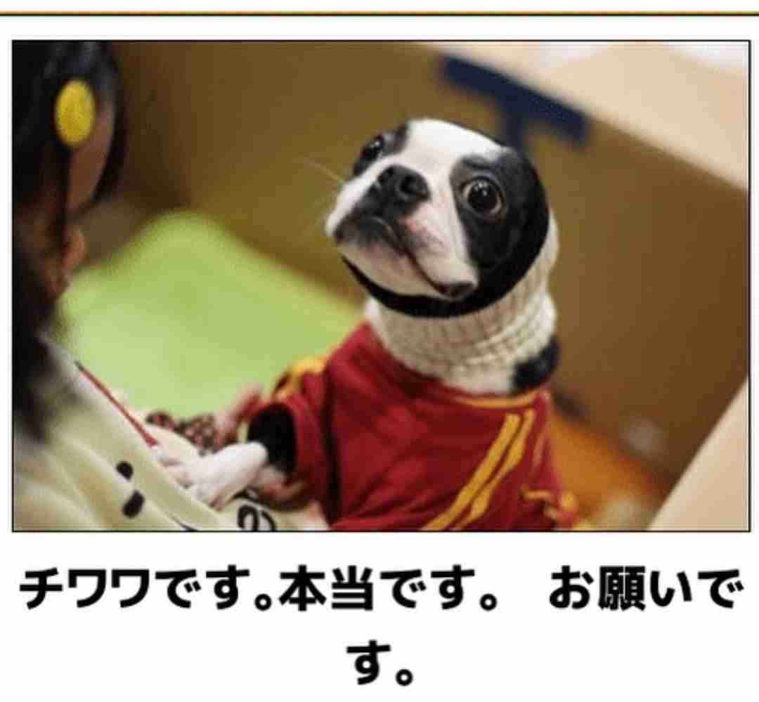 動物のboketeを貼るトピpart2