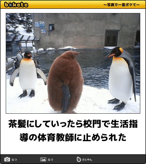 動物のboketeを貼るトピpart2