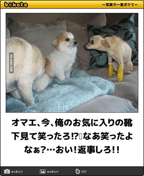 動物のboketeを貼るトピpart2