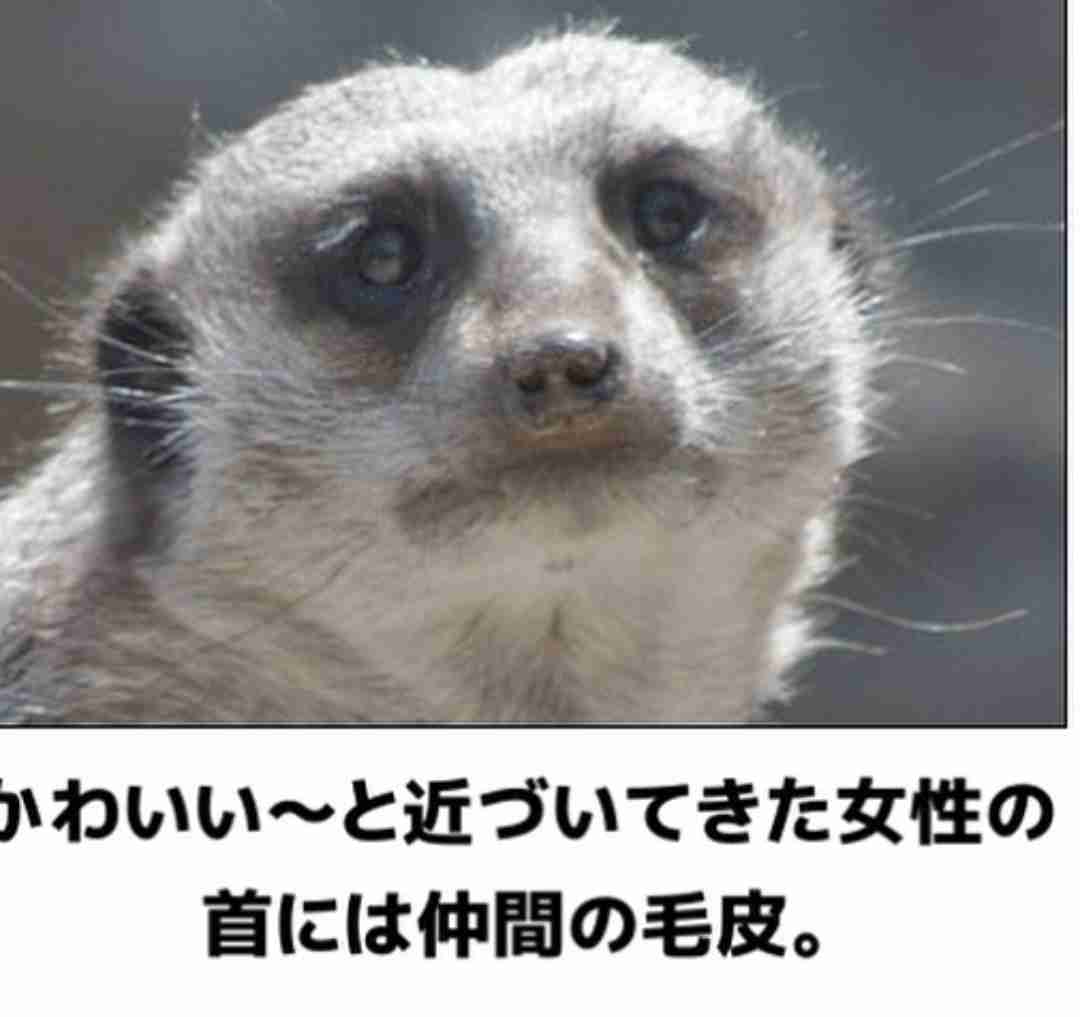 動物のboketeを貼るトピpart2