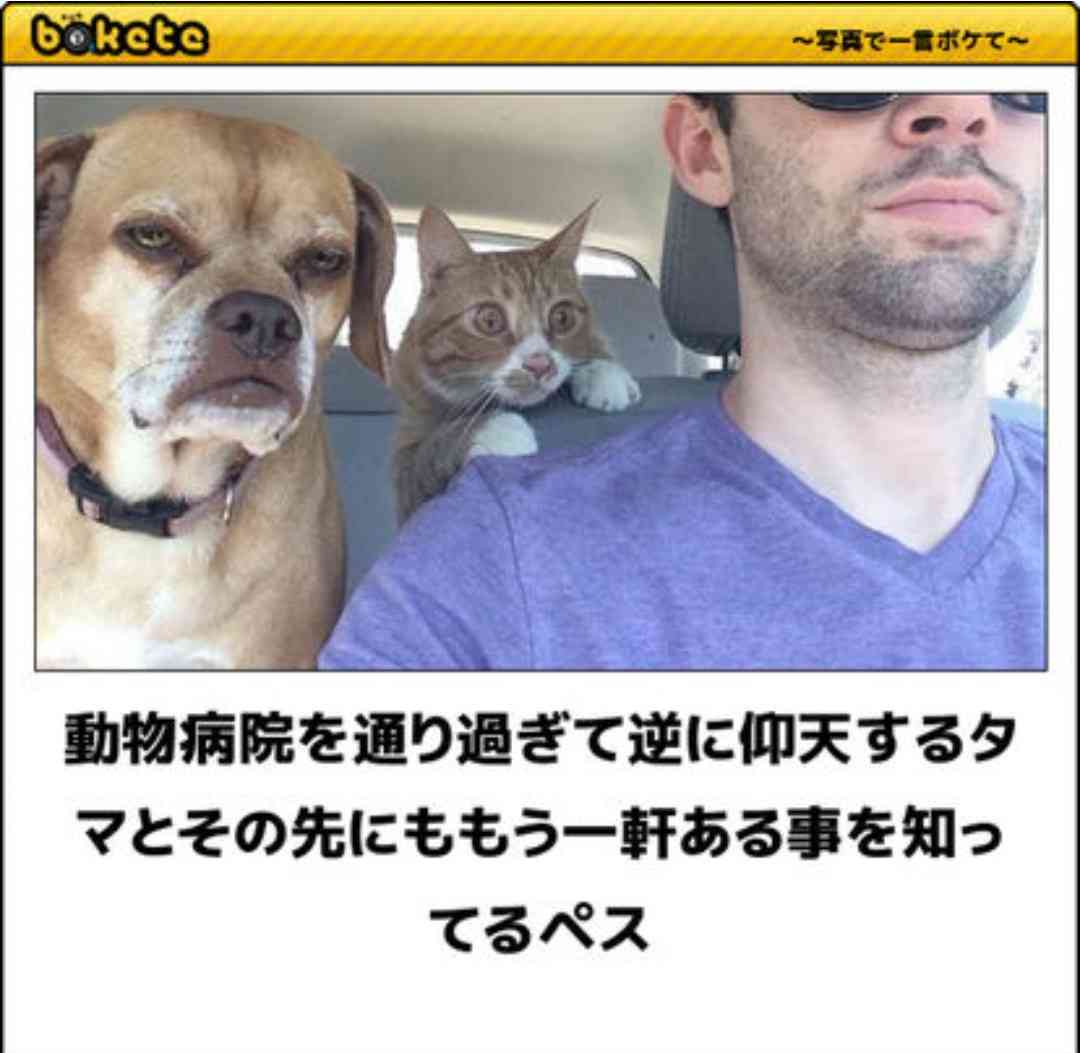 動物のboketeを貼るトピpart2