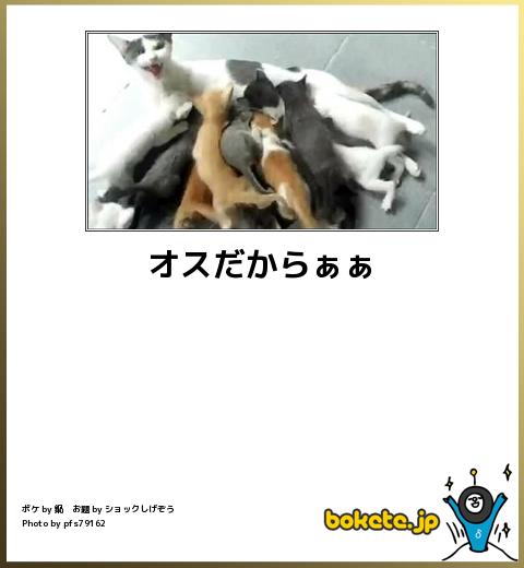 動物のboketeを貼るトピpart2
