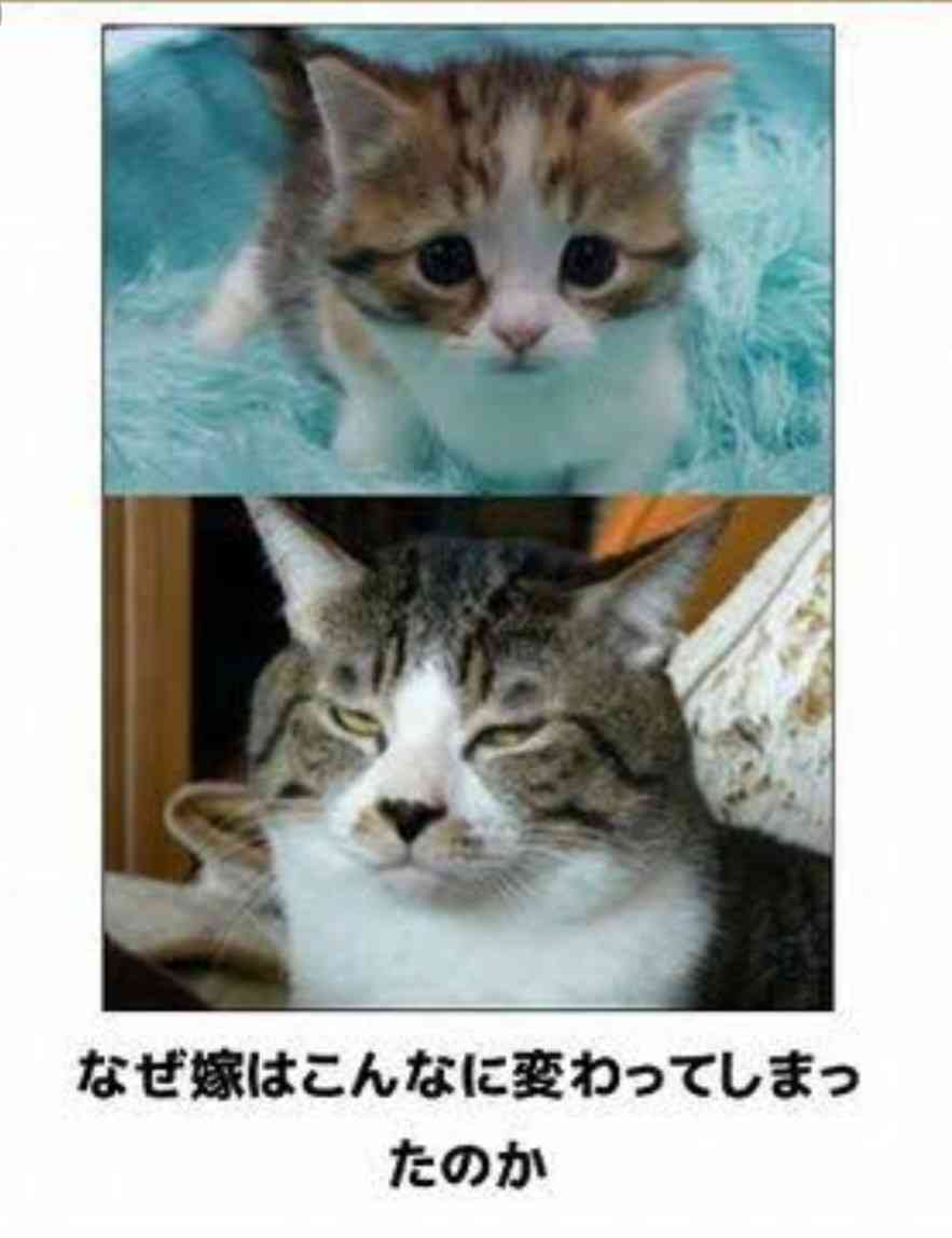 動物のboketeを貼るトピpart2