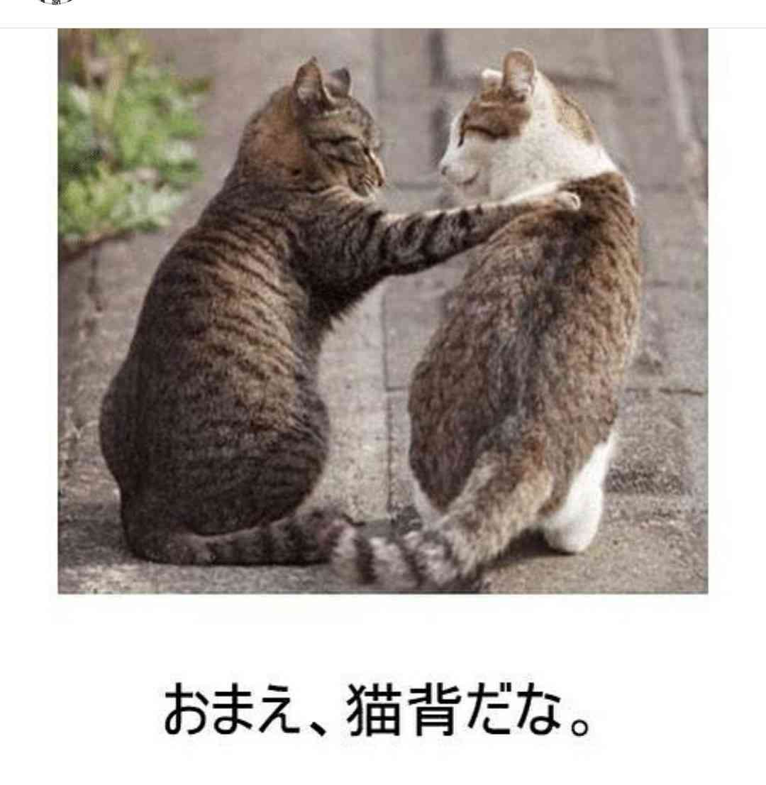 動物のboketeを貼るトピpart2