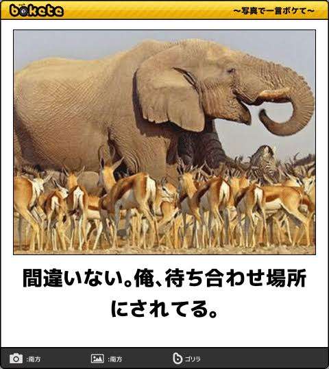 動物のboketeを貼るトピpart2