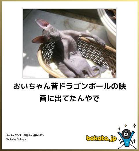 動物のboketeを貼るトピpart2