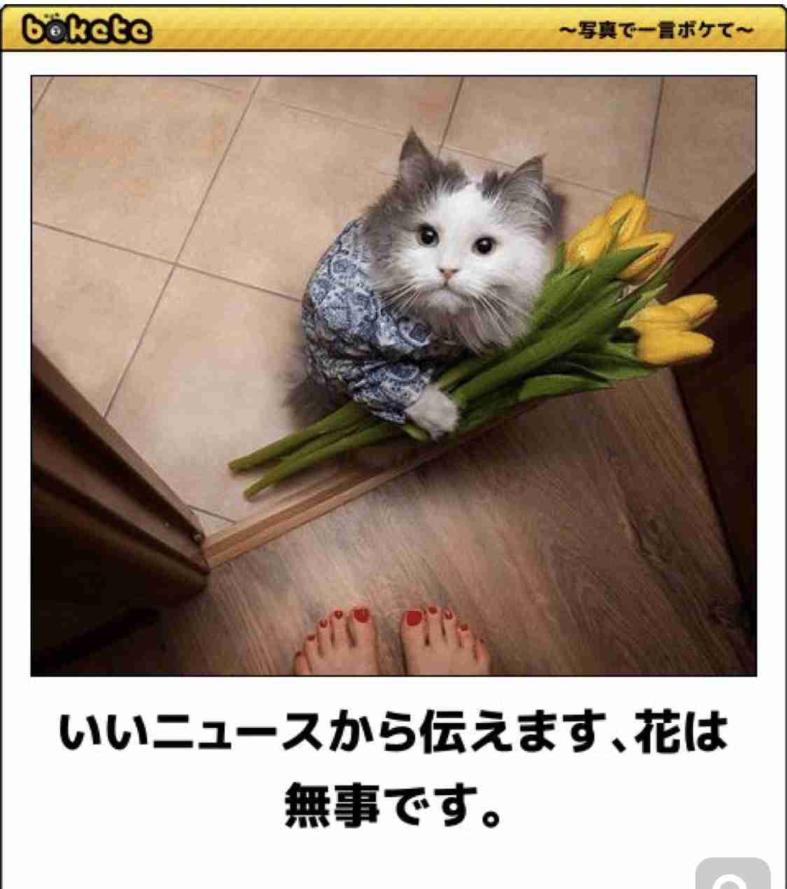 動物のboketeを貼るトピpart2