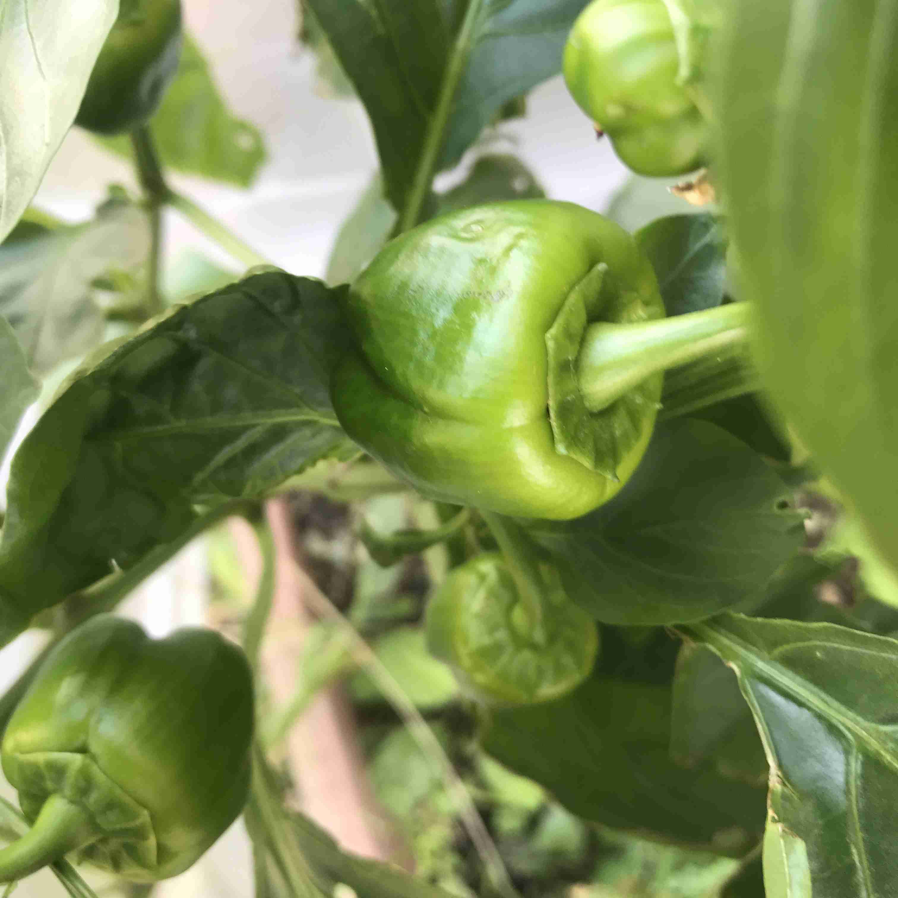 【11月】家庭菜園トピ