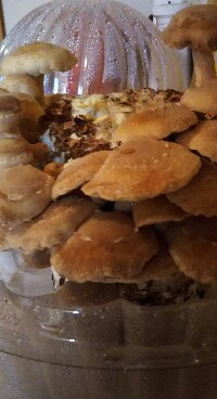 【11月】家庭菜園トピ