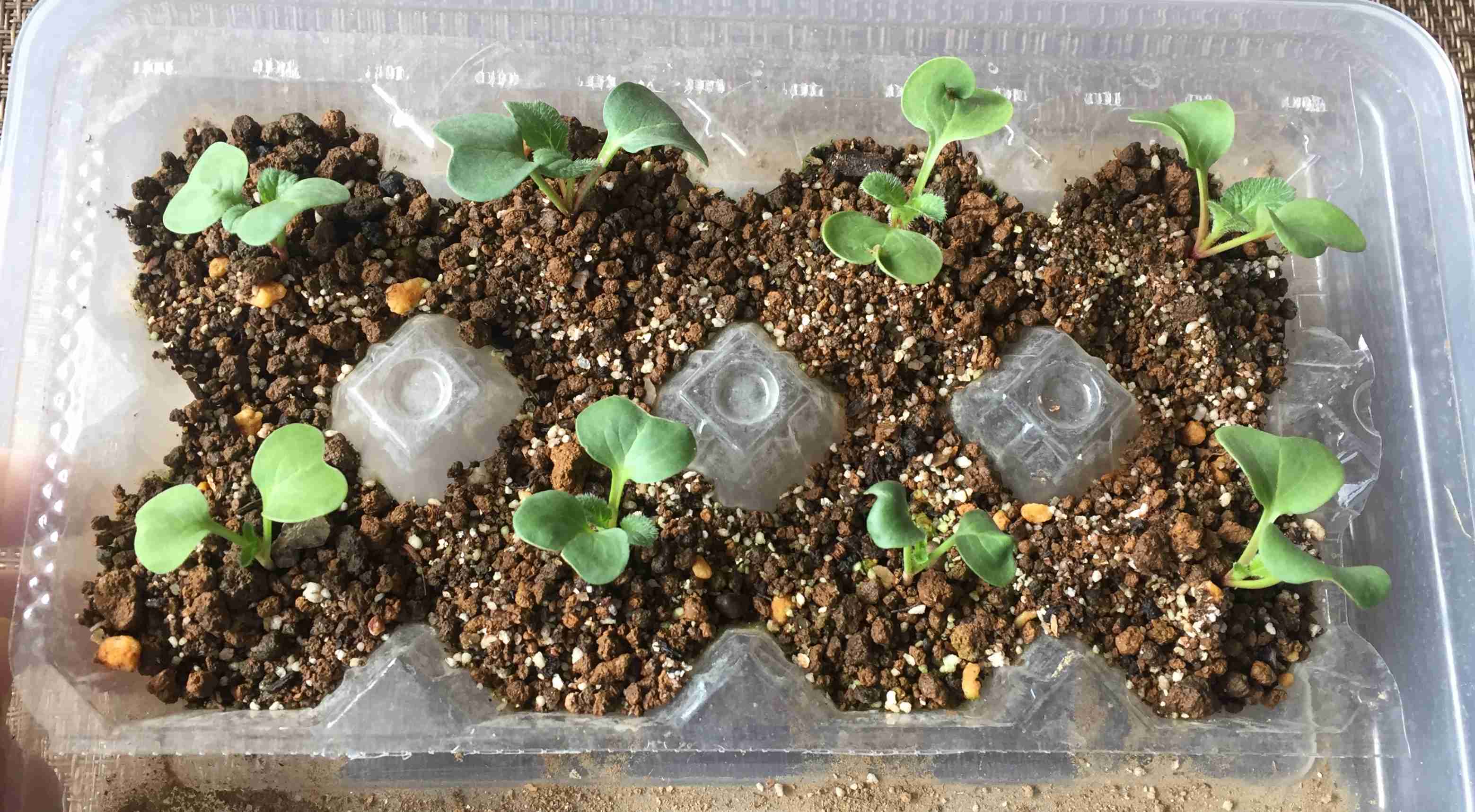 【11月】家庭菜園トピ