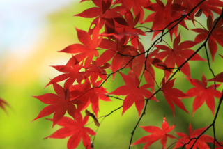 【11月】婚活総合トピ