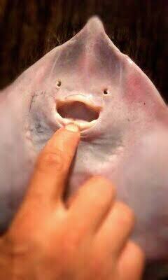 今食べたものの写真をひたすら貼るトピ