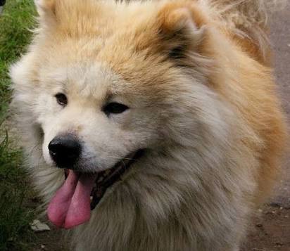 ザギトワ選手の“愛犬マサル”肉球で調印 『エアウィーヴ』と広告出演契約