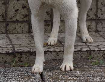 Koki,（コウキ）、スペイン語を初披露　撮影中に