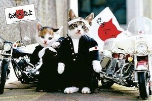 猫人間現る！二本足で立って鳴く子猫がポケモンのキャラみたいで超可愛い！