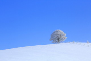 雪景色の画像が見たい