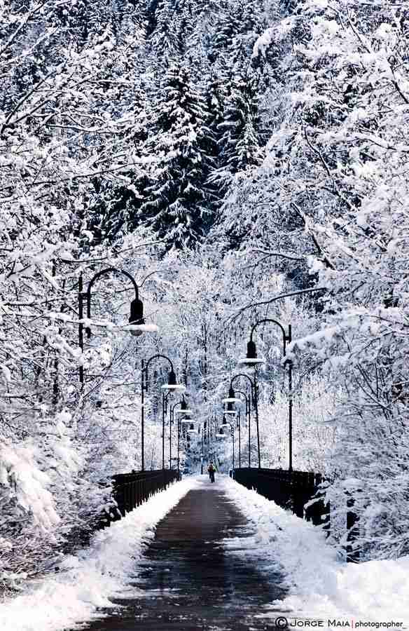 雪景色の画像が見たい