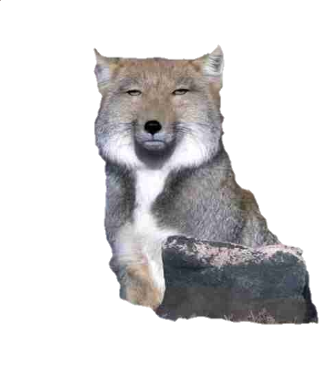 ちょっとイラッとする画像やGIF