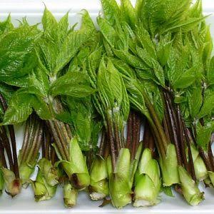 定番野菜じゃないけどオススメなもの