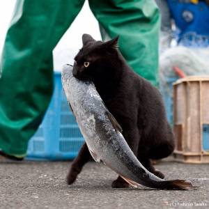 「パンを盗まれてしまった」犯人の猫さんは離す気ゼロで超絶必死な表情が全力で和む
