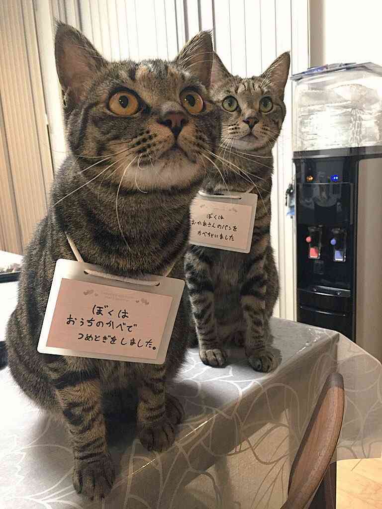 「パンを盗まれてしまった」犯人の猫さんは離す気ゼロで超絶必死な表情が全力で和む