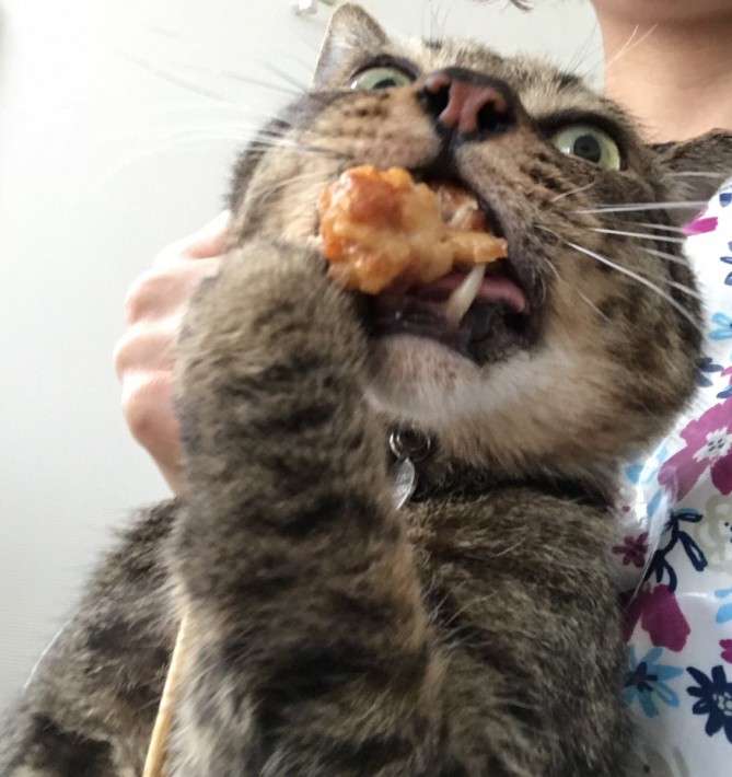 「パンを盗まれてしまった」犯人の猫さんは離す気ゼロで超絶必死な表情が全力で和む