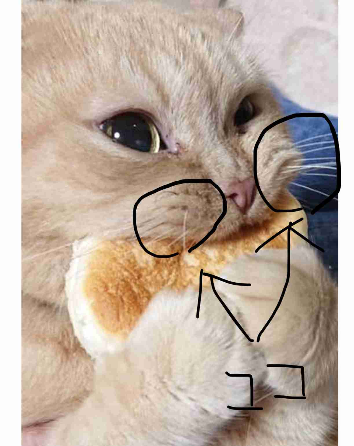 「パンを盗まれてしまった」犯人の猫さんは離す気ゼロで超絶必死な表情が全力で和む